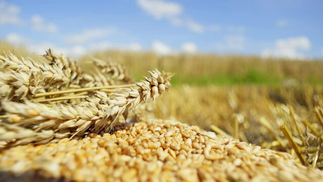 Close-up of grains and ears of wheat on a beautiful background. Nature gives mankind food and colors everything around. High quality 4k footage