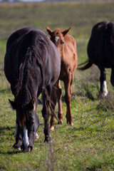 GREAT AND AMAZING HORSES OF ARGENTINA