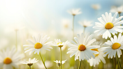 daisies in the meadow, floral background 