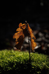 Fototapeta premium leaves on rock