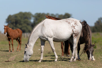 great and amazing horses of argentina