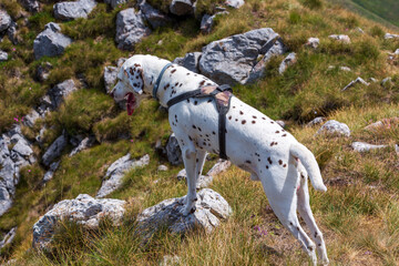 A Dalmatian in the mountains, gazing into the abyss, a fearless explorer of the breathtaking heights