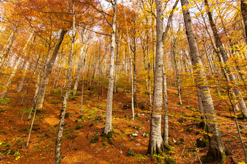 Autumn woods ablaze with the vivid colors of the season, a mesmerizing display of nature's splendor