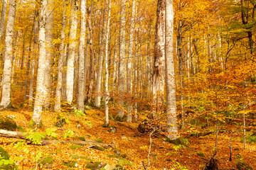 Fototapeta premium Autumn woods ablaze with the vivid colors of the season, a mesmerizing display of nature's splendor