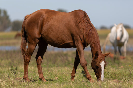 great and amazing horses of argentina