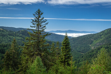 pine forest in the mountains