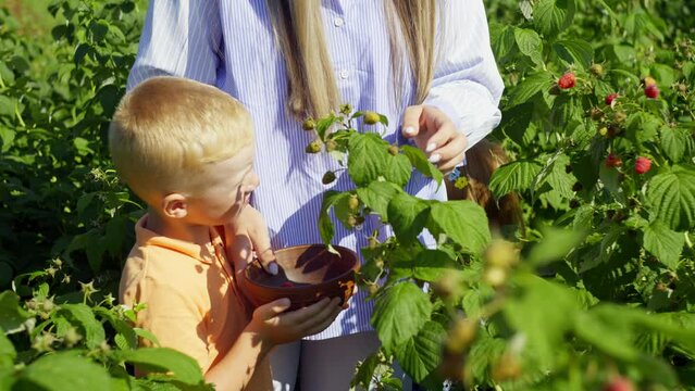 The son helps his mother pick ripe raspberries in the garden. Berries are full of useful vitamins. High quality 4k footage