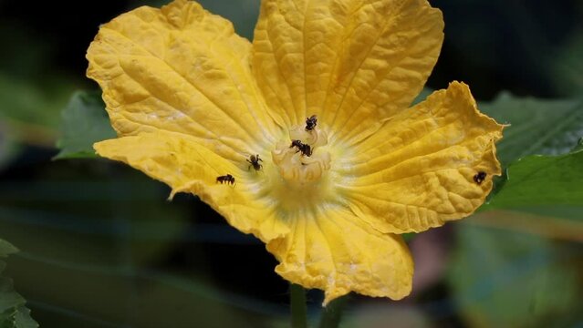 Indian stingless honey bee - Tetragonula iridipennis nectoring on a big yellow flower.