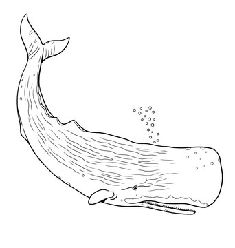 Sperm whale to color in. Template for a coloring book with sea animals. Colouring page.	