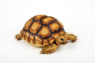 Spornschildkröte // African spurred tortoise (Centrochelys sulcata) 