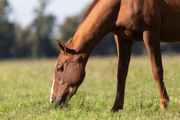 Obraz premium great and amazing horses of argentina
