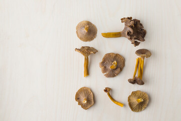 Craterellus cornucopioides, or horn of plenty, trumpet chanterelle mushroom, edible on wooden...