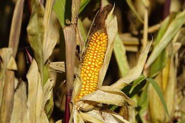 
Ripe corn on the cob. (Zea mays) Poaceae family. Hanover, Germany October 2023.
