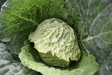 Cabbage with dew drops on the surface, close-up