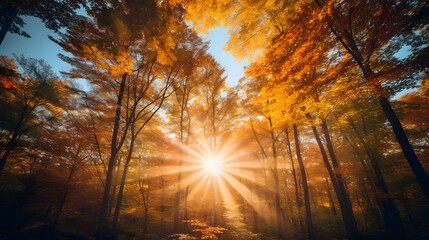 Autumn forest panorama with sunbeams and lens flare.