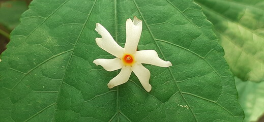 Night Blooming Jasmine Flower on Green Leaf