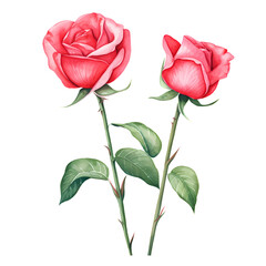 Watercolor Rose Valentine Clipart Illustration