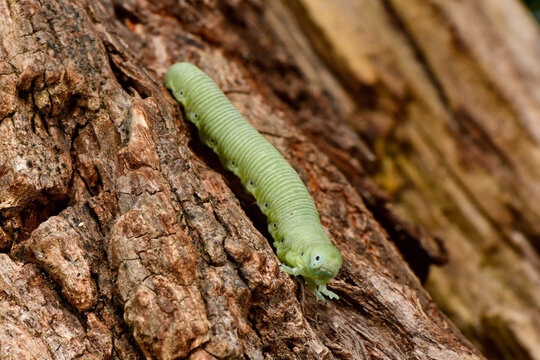 Blattwespen-Larve // Sawfly larva (Tenthredinidae) - Skoutarisee, Montenegro