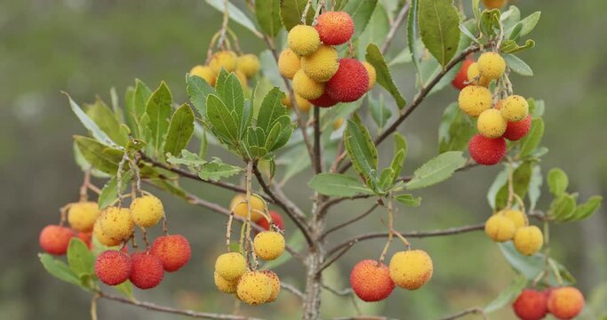 Flowers and fruits of the strawberry tree from Vrana Lake Nature Park,  Croatia