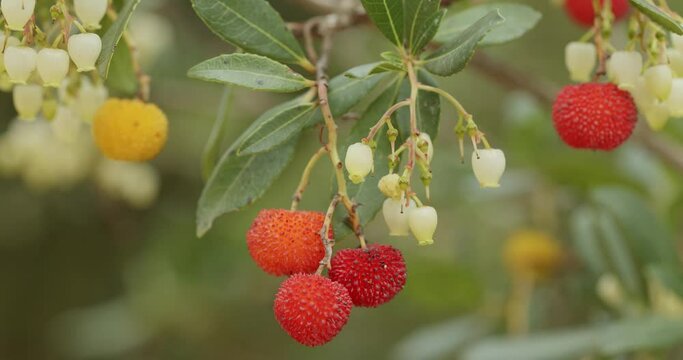 Flowers and fruits of the strawberry tree from Vrana Lake Nature Park,  Croatia