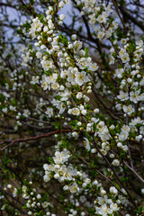 Selective focus of beautiful branches of plum blossoms on the tree under blue sky, Beautiful Sakura flowers during spring season in the park, Floral pattern texture, Nature background