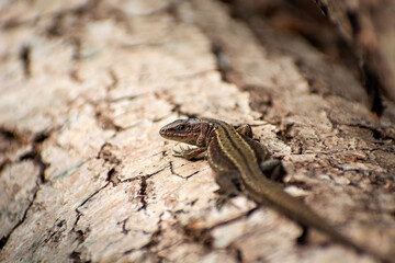 A viviparous lizard on a tree trunk