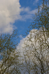 Dragons claw willow branches with new leaves and flowers against blue sky - Latin name - Salix matsudana Tortuosa