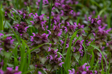 Deaf nettle blooming in a forest, Lamium purpureum. Spring purple flowers with leaves close up