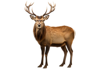 Elk Isolated on transparent background