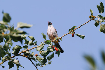 The Sooty-Headed Bulbul bird is a member of the Pycnonotidae family perches on the tree and eats Morus or Mulberry fruit