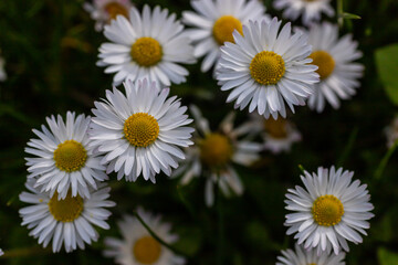White daisies flowers growing together on a green lawn. Floral spring background
