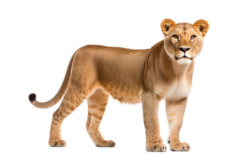 Lioness Isolated on transparent background, PNG - obrazy, fototapety, plakaty