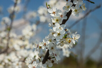 Selective focus of beautiful branches of plum blossoms on the tree under blue sky, Beautiful Sakura...