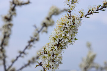 Prunus spinosa, Sloe white flowers in spring. Wild plant from the Rosaceae family witch produces edible berries in late autumn