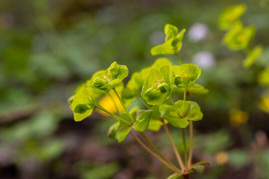 Close up of the yellow flowers of Cypress spurge Euphorbia cyparissias or leafy spurge Euphorbia esula