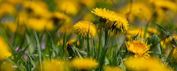 Field of blooming yellow dandelion flowers Taraxacum Officinale in park on spring time. A green...