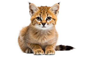 Sand Cat Isolated on transparent background, PNG