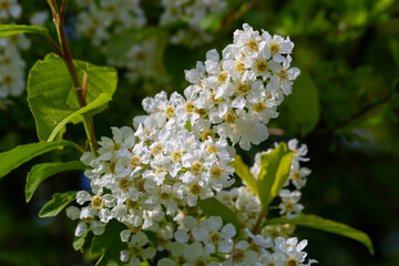 Bird cherry in bloom, spring nature background. White flowers on green branches. Prunus padus, known as hackberry, hagberry, or Mayday tree, is a flowering plant in the rose family Rosaceae