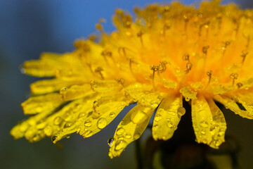Dandelion Taraxacum officinale close-up. Yellow primrose. Bright spring background. Shallow depth...