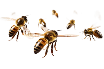 Fotobehang Swarm of Bees Isolated on transparent background, PNG © Yasir