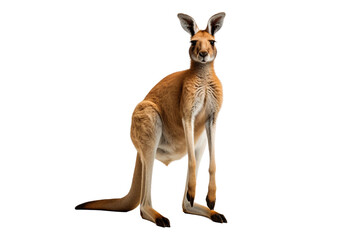 Fototapeta premium Leaping Kangaroo - Wildlife Roos, Australia, Outback, Isolated on Transparent Background