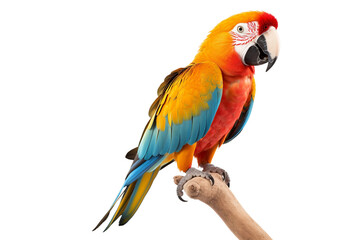Vibrant Parrot Perched, Isolated on Transparent Background