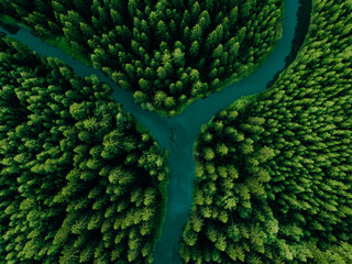 Aerial view of green woods with tall pine trees and blue bendy river flowing through the forest - obrazy, fototapety, plakaty