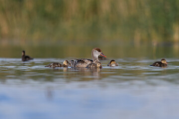 duck with its babies in the lagoon