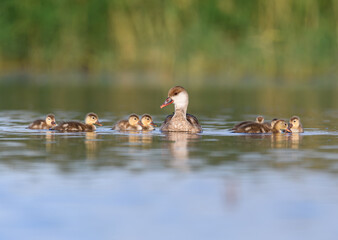 duck with its babies in the lagoon