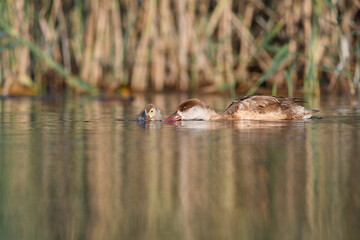 duck with its babies in the lagoon