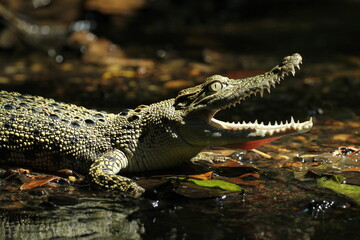 Obraz premium crocodile, estuary, an estuarine crocodile whose mouth is gaping 