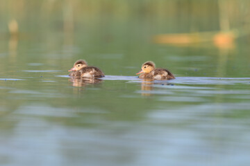 baby duck in the lagoon