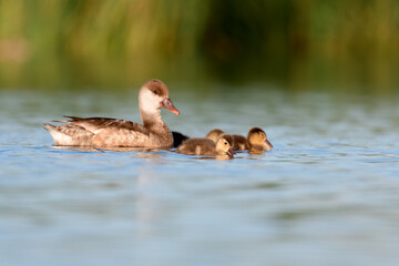 duck with its babies in the lagoon