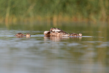 ducks family , Mother with babies